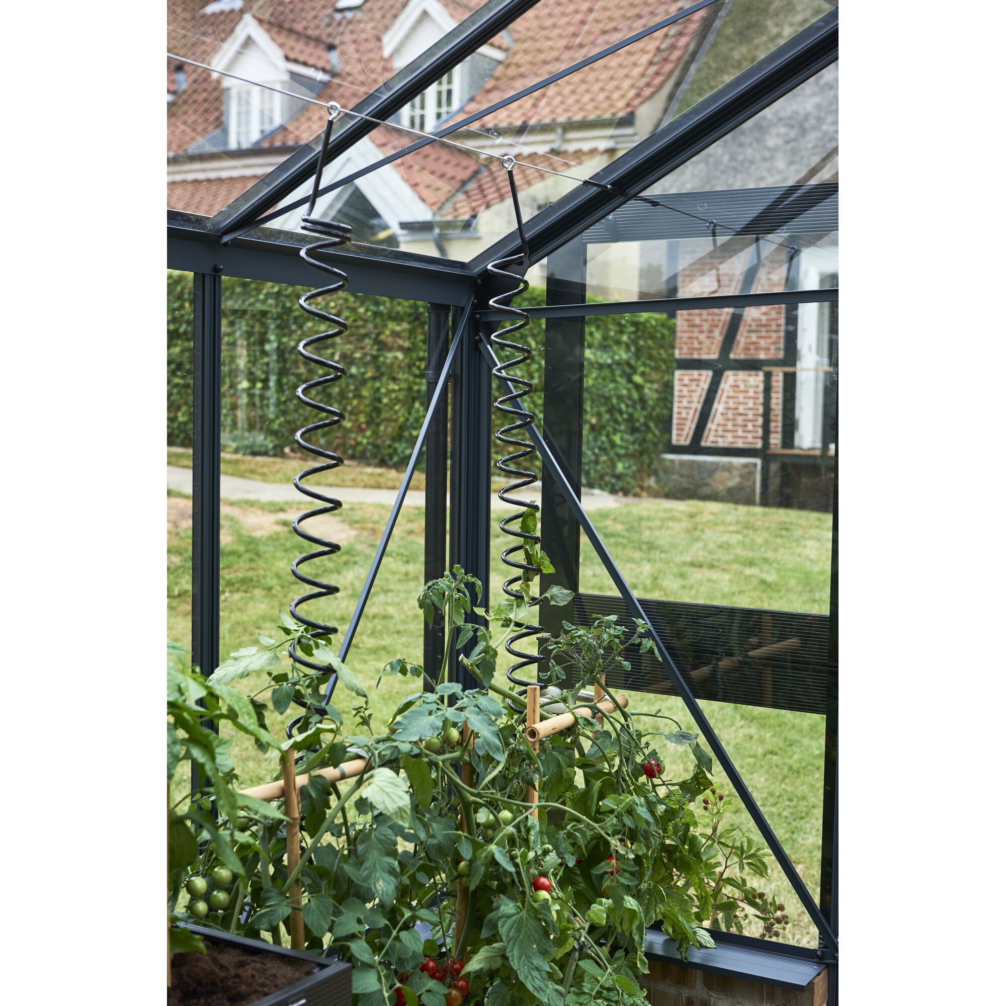 Pflanzenspiralen für Tomatenpflanzen im Gewächshaus