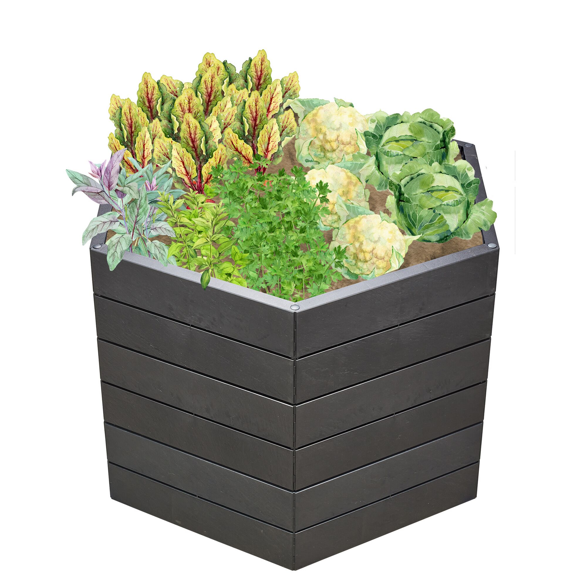 Sechseckiges Hochbeet mit Gemüse bepflanzt