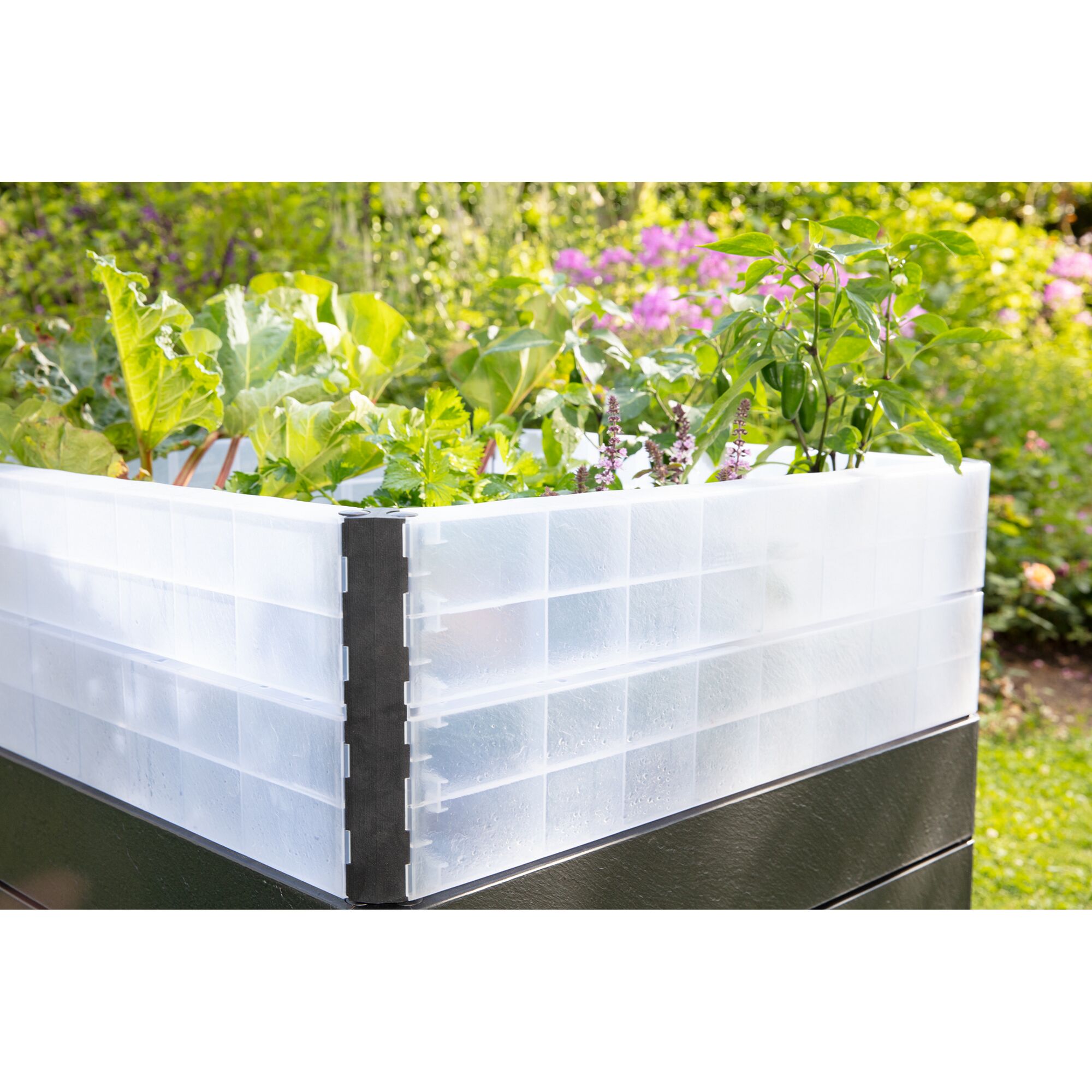 Hochbeet mit Rhabarber, Kräutern und Jalapenos