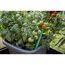 Tomatenpflanze mit Thermometer im Topf