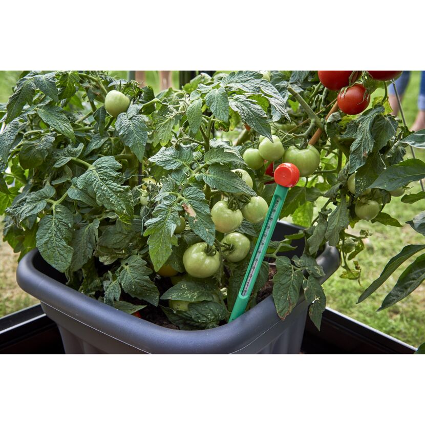 Tomatenpflanze mit Thermometer im Topf
