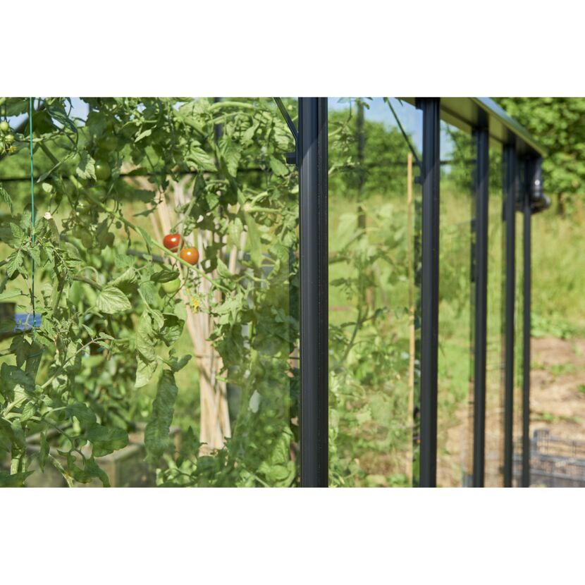 Tomatenpflanze im Gewächshaus