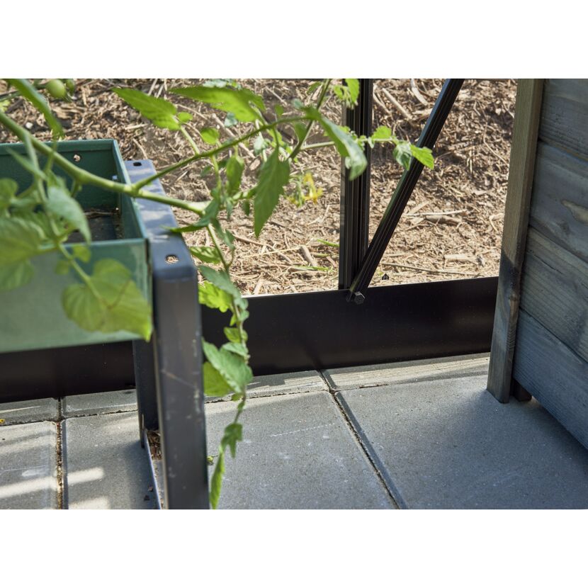 Tomatenpflanze im Gewächshaus