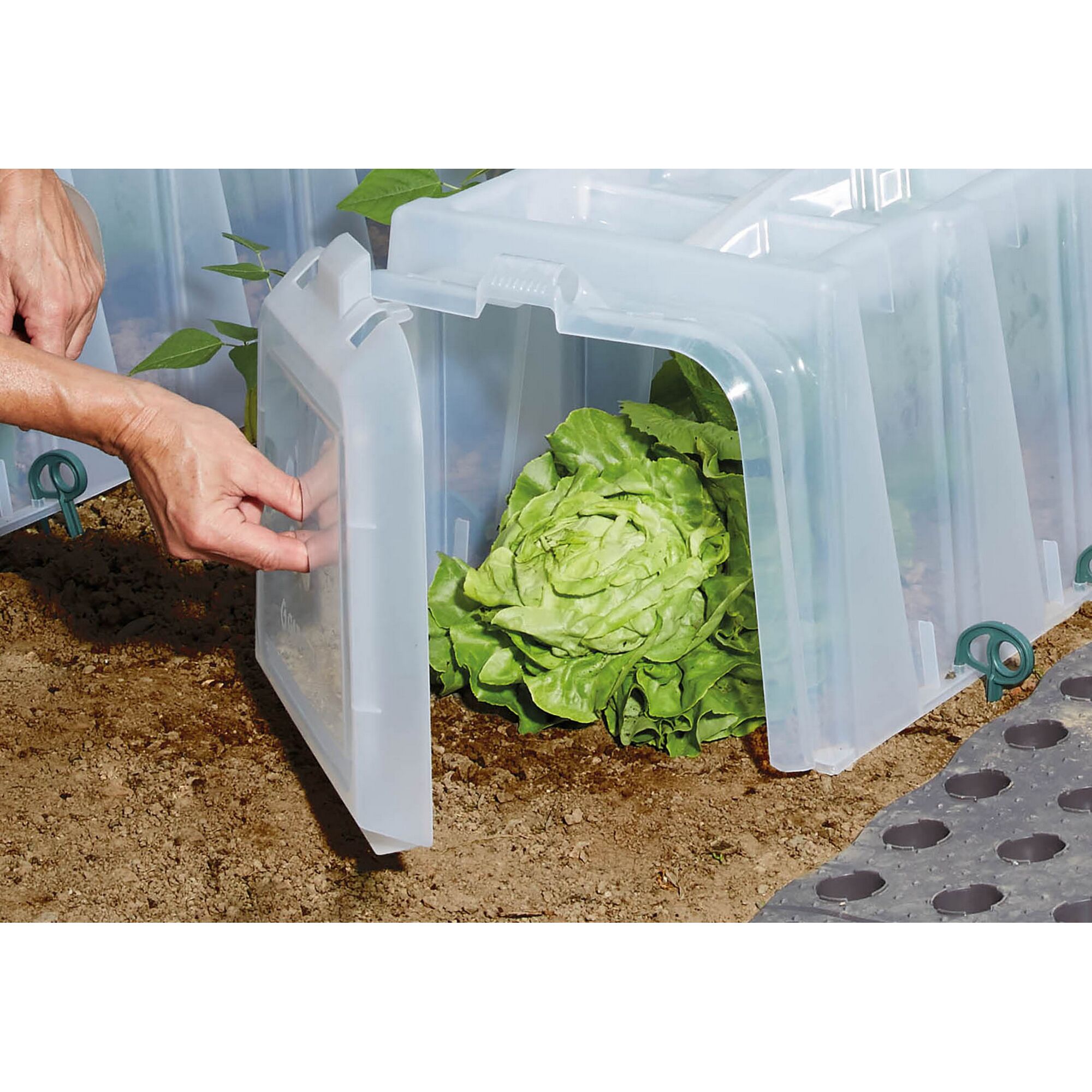 Person öffnet einen Pflanztunnel