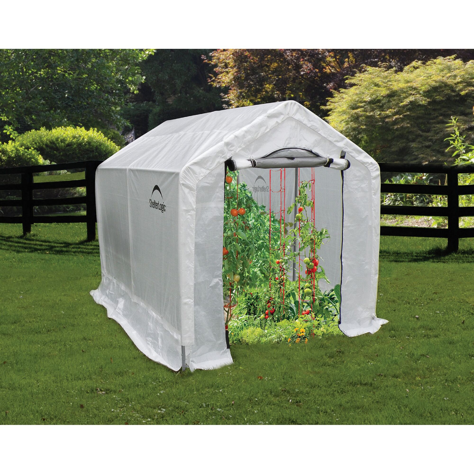 Gewächshaus mit Tomatenpflanzen