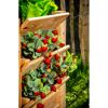 Hochbeet mit Erdbeeren und Salat