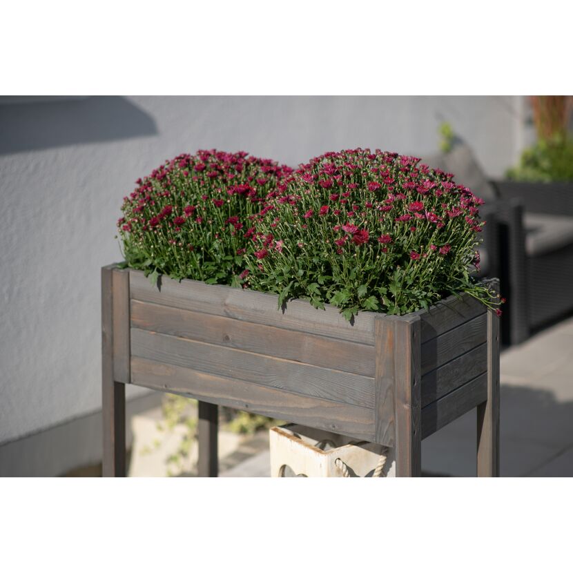 Hochbeet Lisa mit zwei Chrysanthemen