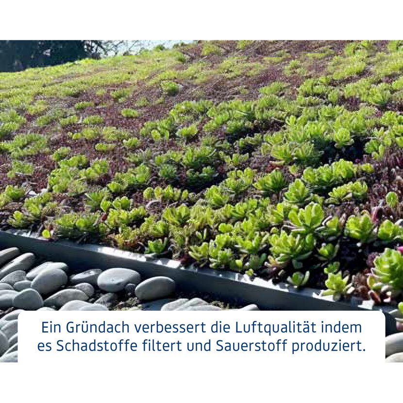 Grünes Dach mit Sukkulenten
