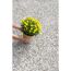 Person platziert gelbe Chrysanthemen auf Waschbetonplatten.