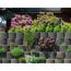 Anthrazite Pflanzringe mit verschiedenen Pflanzen und Blumen