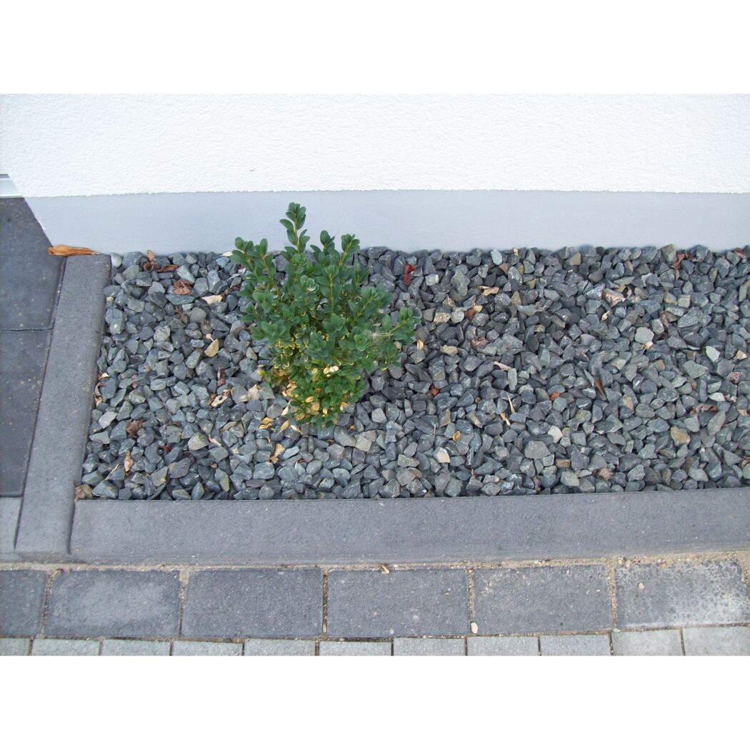 Kleiner Busch in grauem Kiesbeet