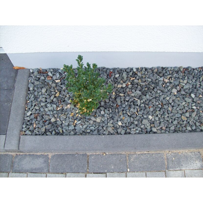 Kleiner Busch in grauem Kiesbeet