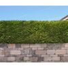 Hecke auf einer Mauer