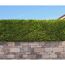 Hecke auf einer Mauer
