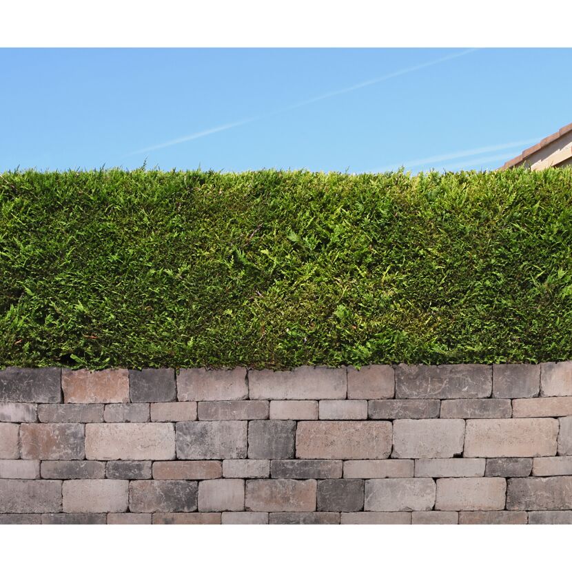 Hecke auf einer Mauer