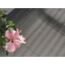 Graue Terrassenplatte neben einer Hibiskusblüte