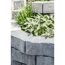 Graue Gartenmauer mit Kräutern