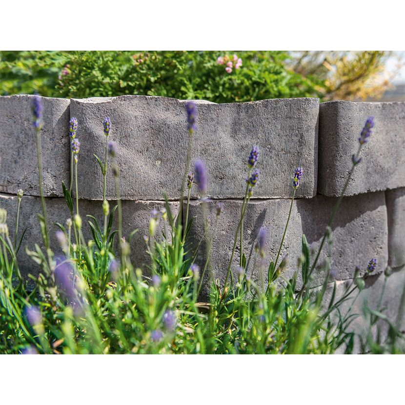 Lavendel wächst vor einer Gartenmauer aus grauen Steinen.