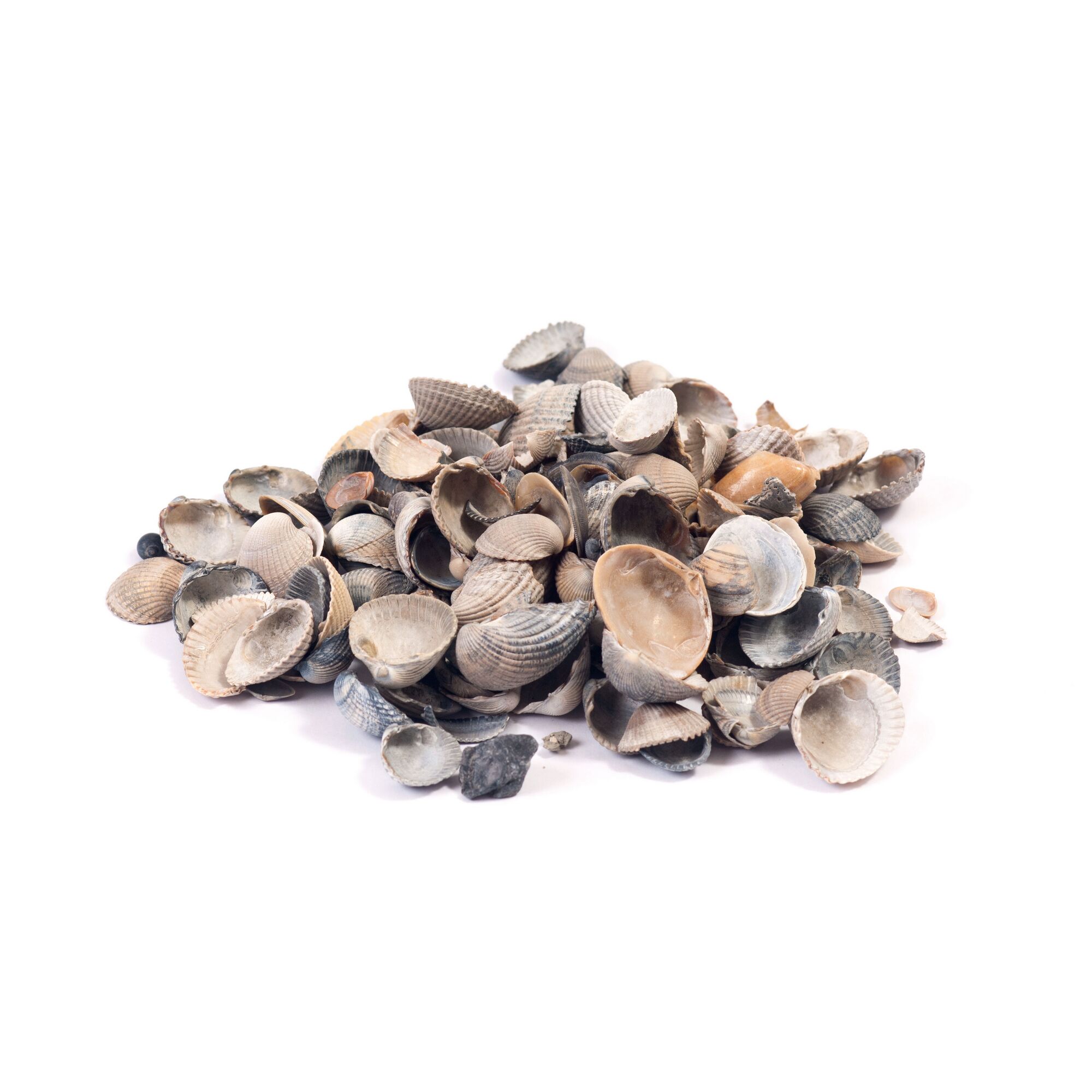 Ein Haufen Muscheln auf weißem Hintergrund.