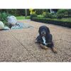 Hund auf gepflastertem Weg im Garten