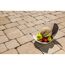 Obstschale mit Melone, Birne und Nektarinen