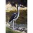 Grauer Reiher am Teich