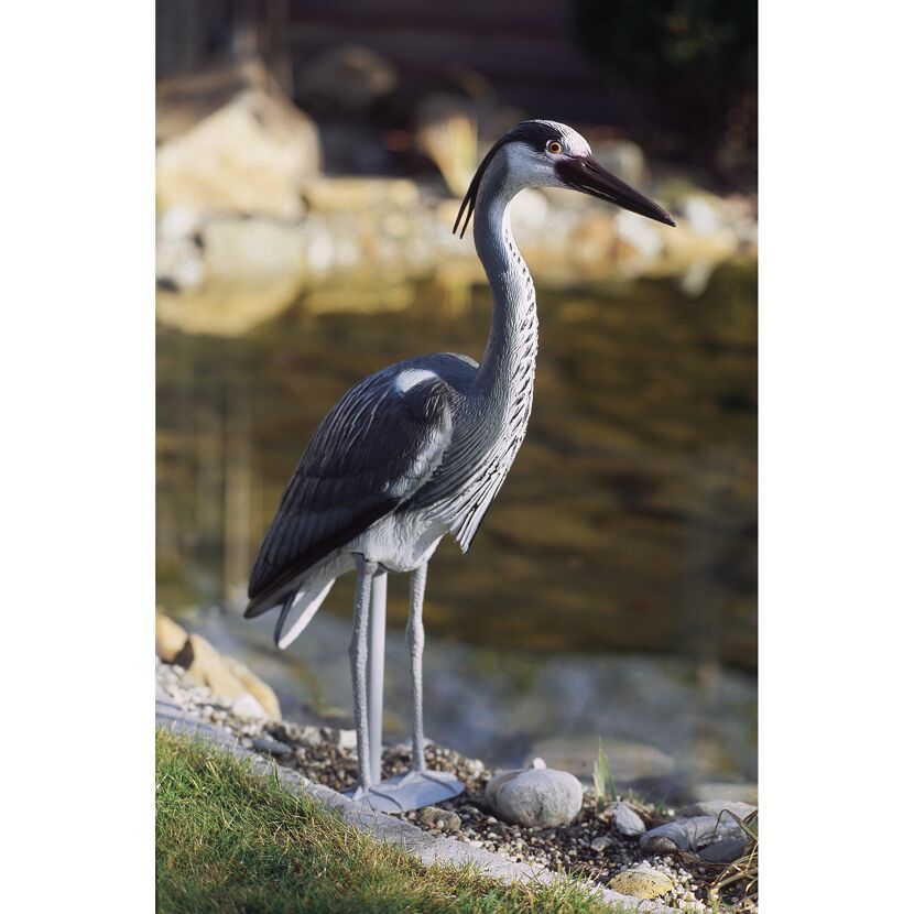 Grauer Reiher am Teich