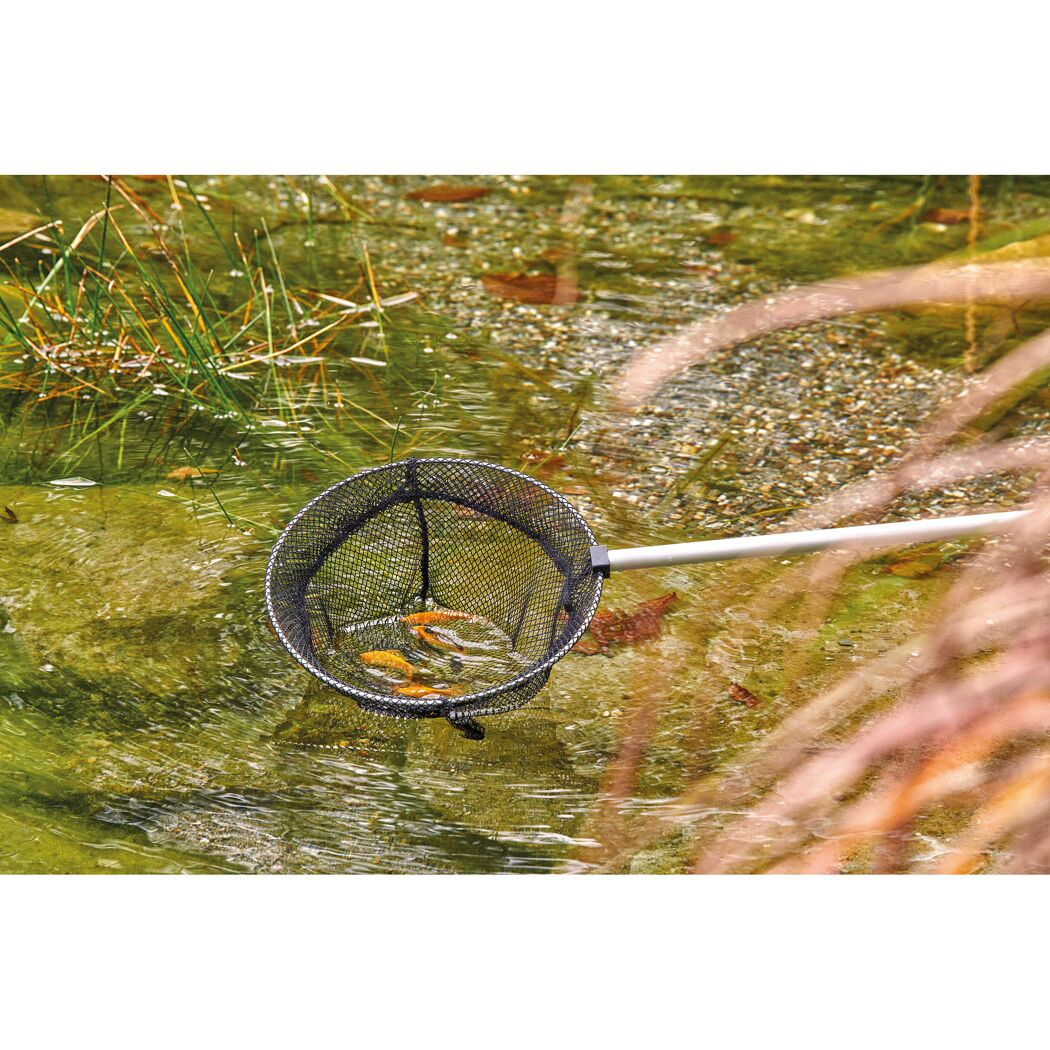 Goldfische werden mit einem Kescher gefangen