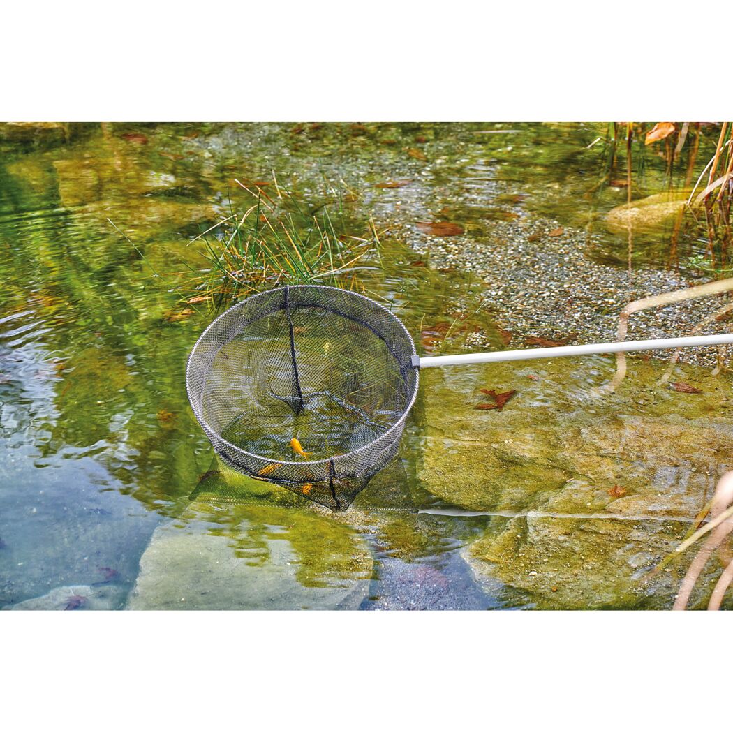 Goldfisch im Kescher
