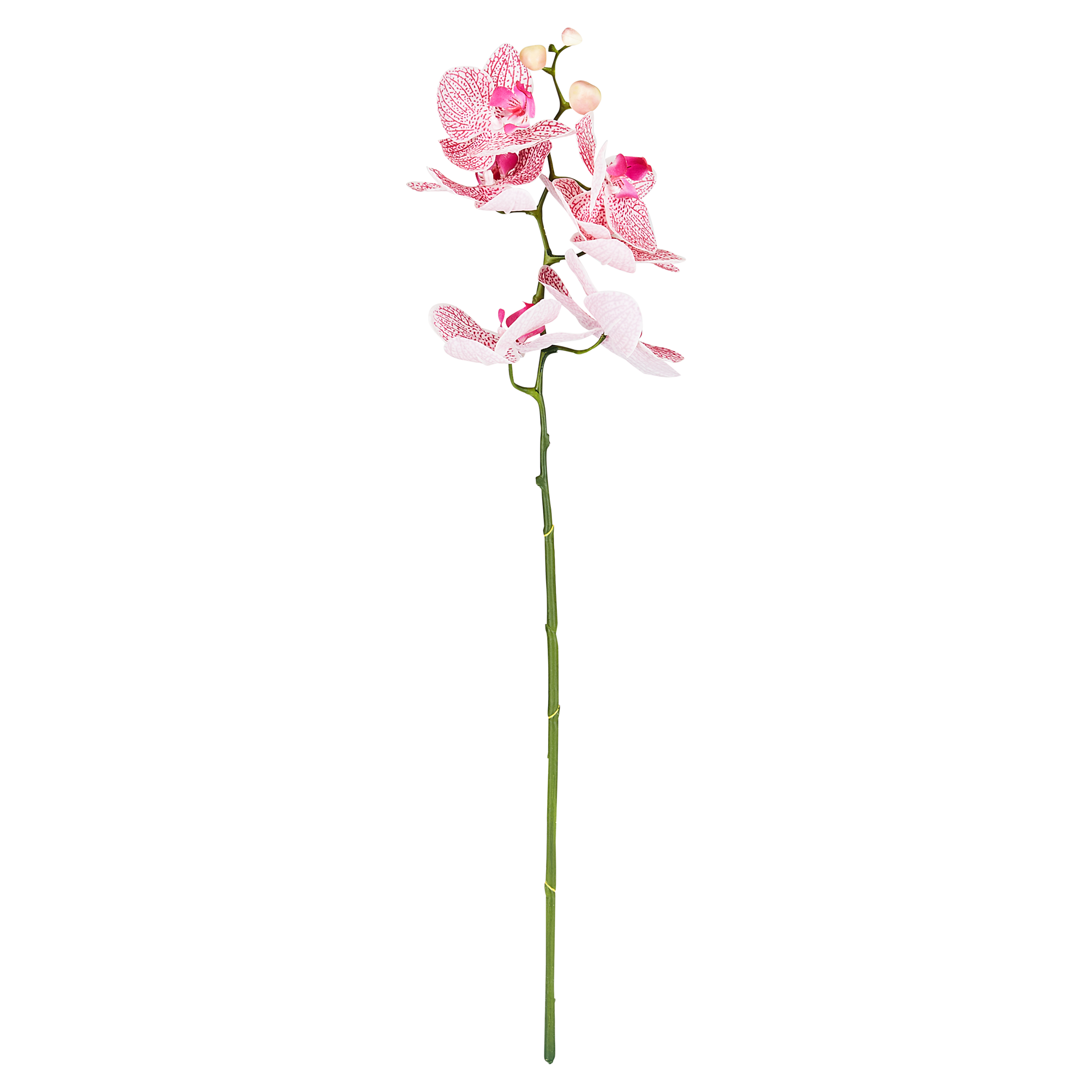 Orchidee gestielt amaranth 60 cm + product picture