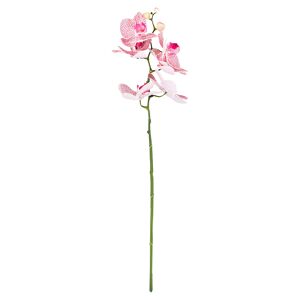Orchidee gestielt amaranth 60 cm