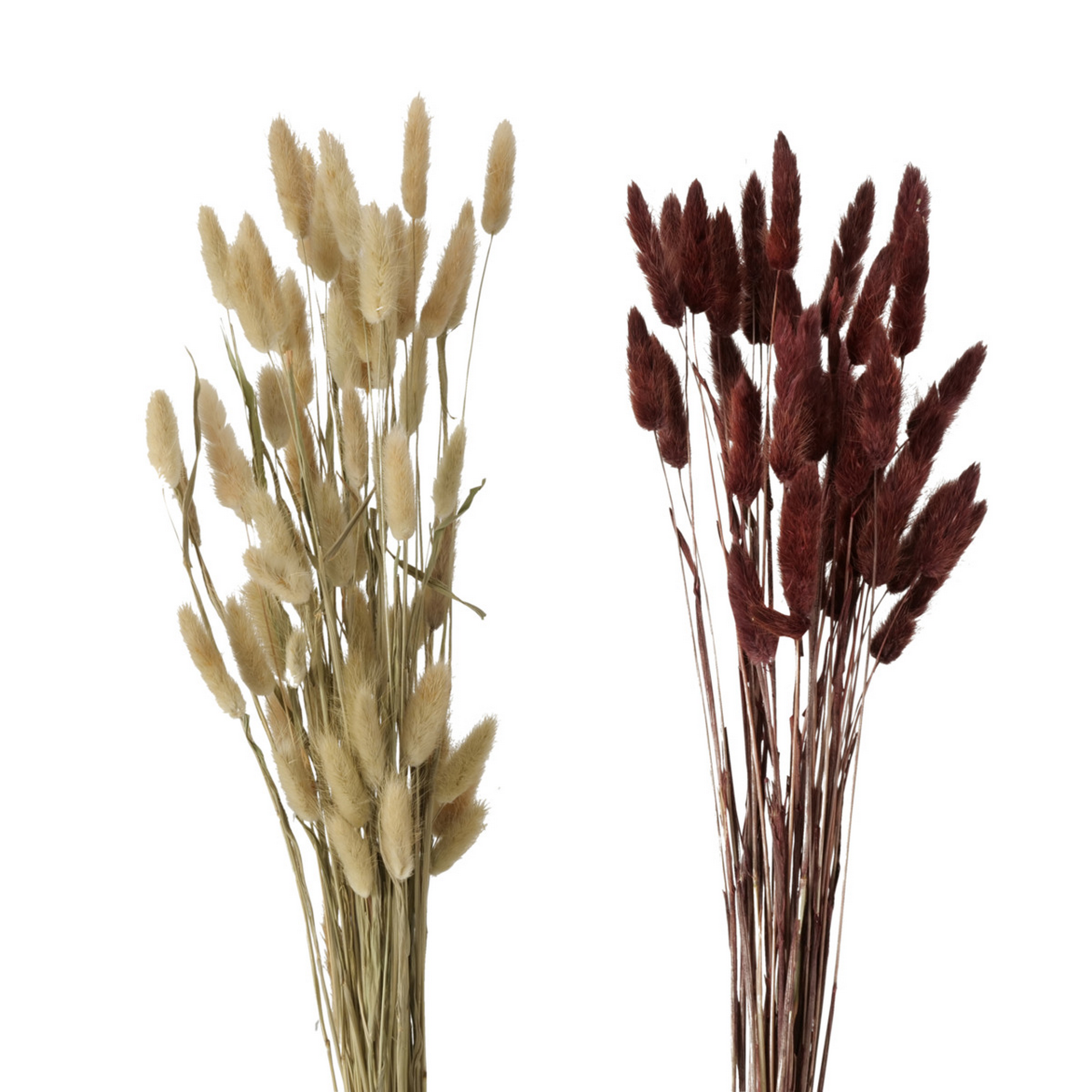 Dekozweig 'Lagurus ovatus' Naturmaterial 60 cm, 2 Farben sortiert + product picture