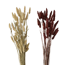 Verkleinertes Bild von Dekozweig 'Lagurus ovatus' Naturmaterial 60 cm, 2 Farben sortiert
