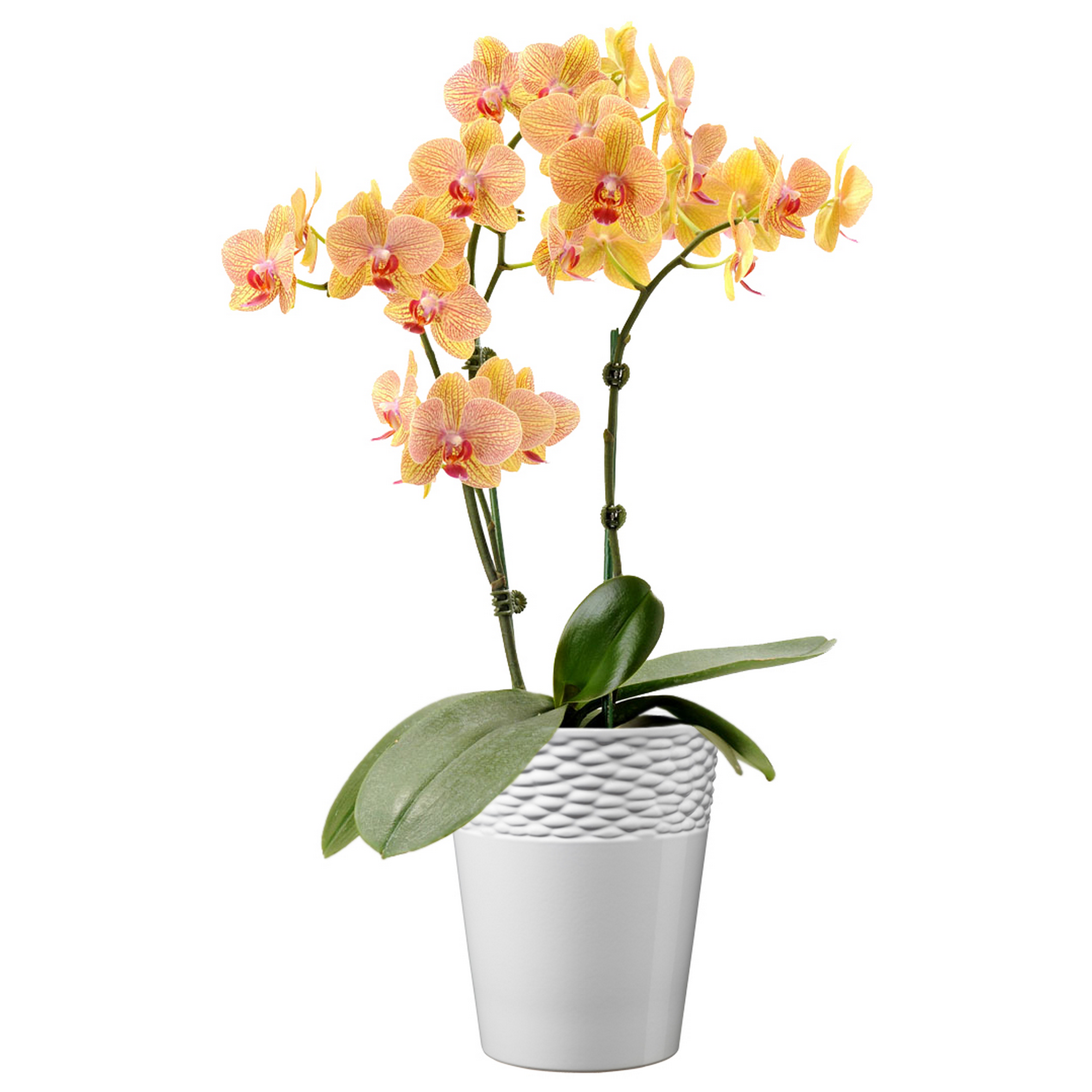 Orchideenvase 'Fargo' weiß glänzend Ø 14 x 15 cm + product picture