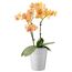 Gelbe Orchidee im weißen Topf