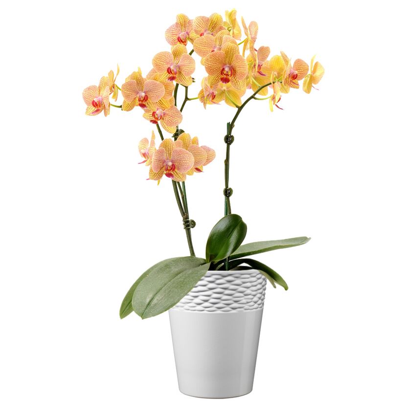 Gelbe Orchidee im weißen Topf