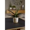 Sansevieria im Übertopf Paros