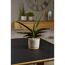 Sansevieria im Übertopf Paros