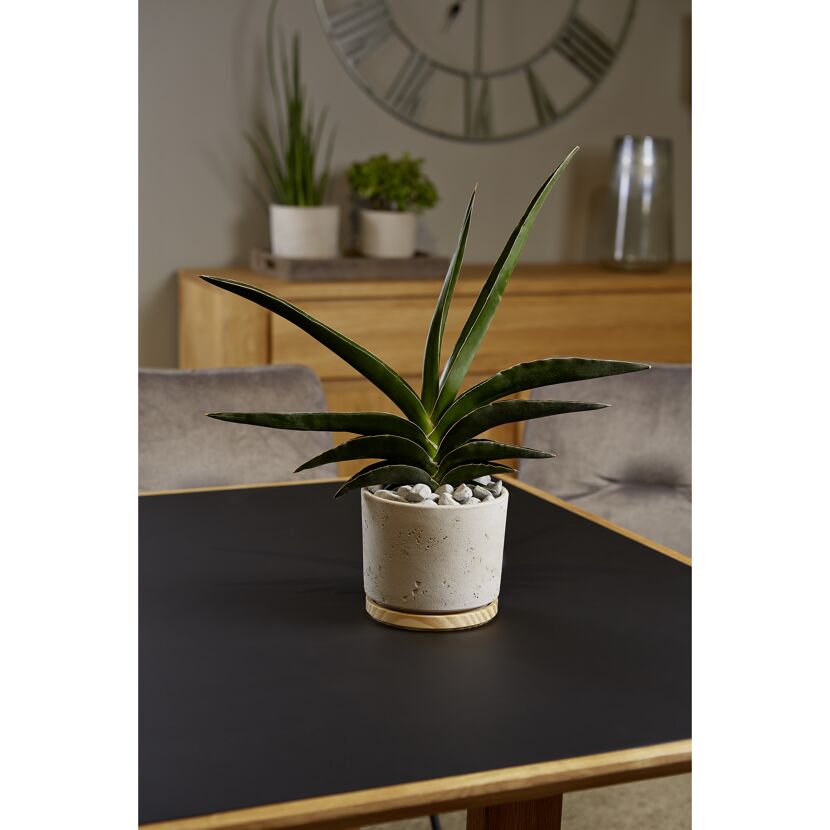 Sansevieria im Übertopf Paros