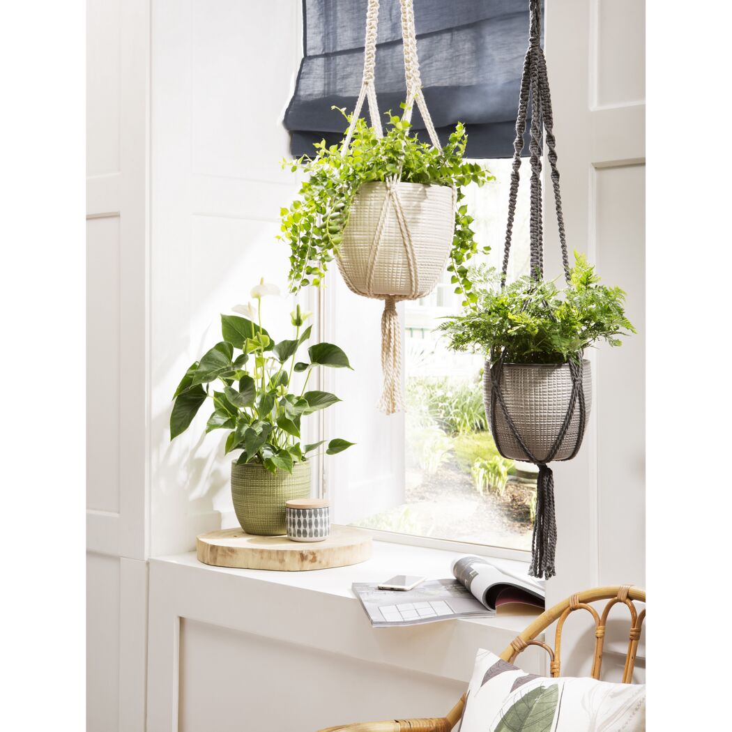 Zwei Hängeampeln Pimienta mit Pflanzen