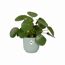 Übertropf Vibes 11cm in Sorbetgrün mit Pilea peperomioides