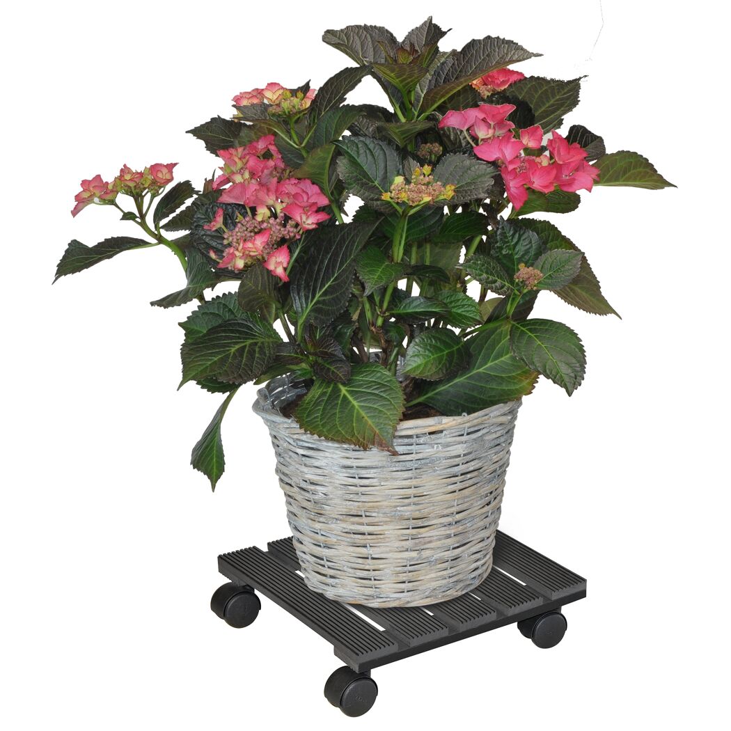 Blühende Hortensie im Korb auf Pflanzenroller