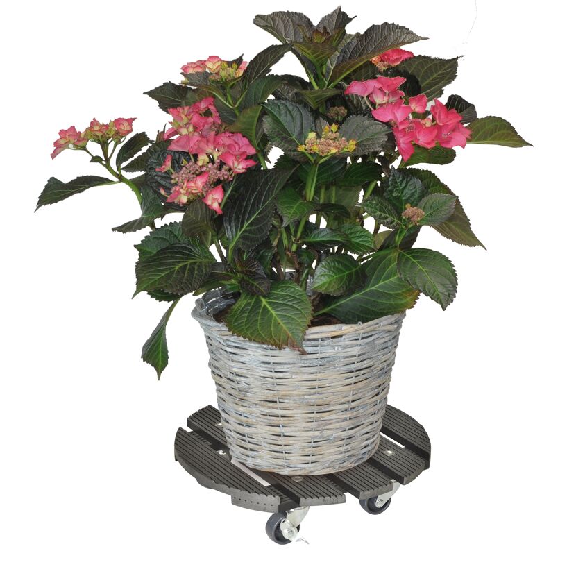 Hortensie im Korb auf WPC-Roller