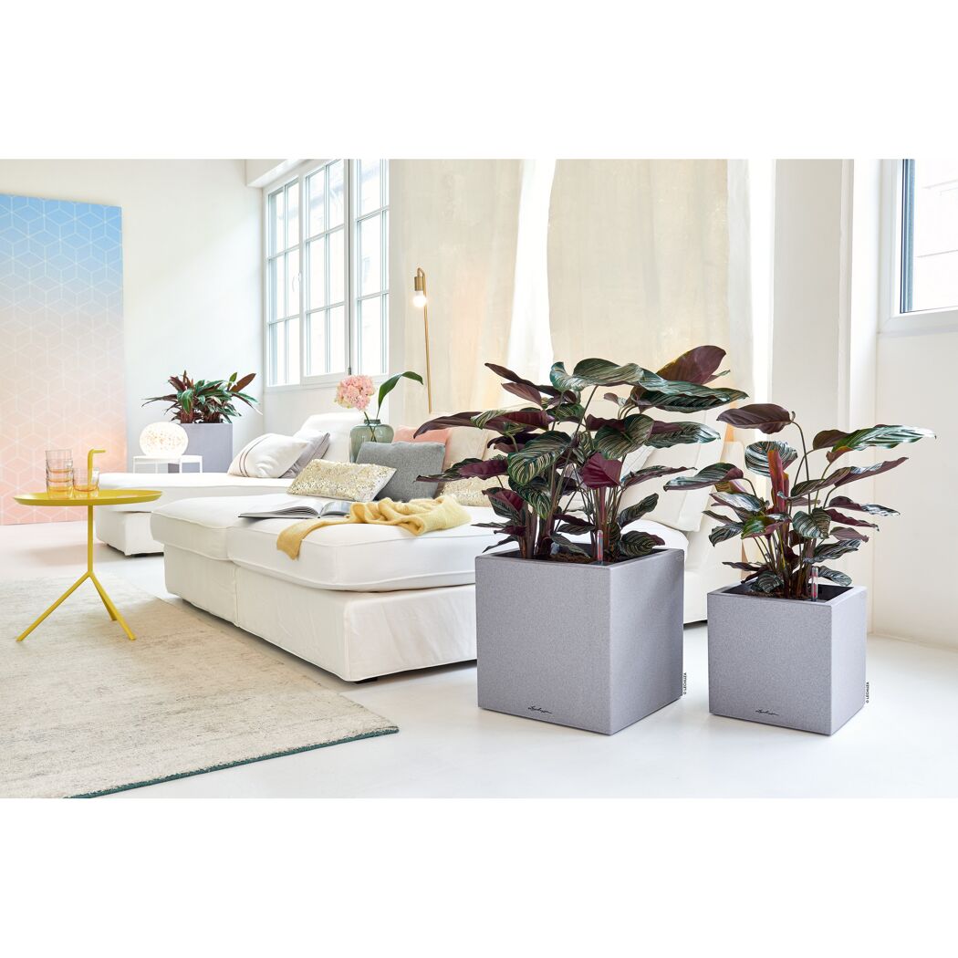 Zwei Calatheen in grauen Pflanzkästen Canto Stone