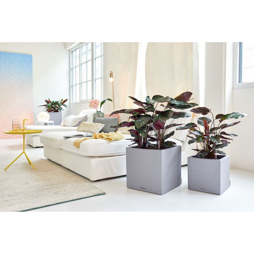 Zwei Calatheen in grauen Pflanzkästen Canto Stone