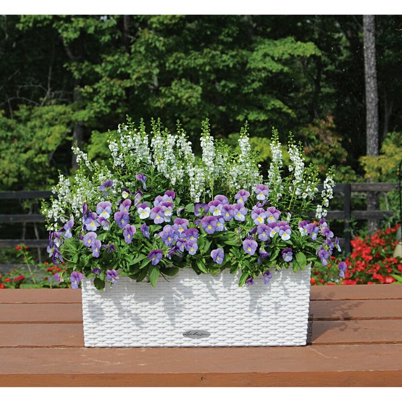 Weißer Balkonkasten mit weißen und violetten Blumen