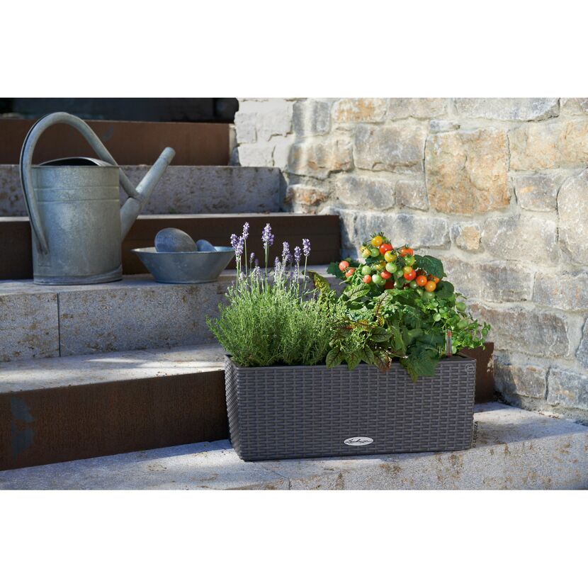 Balkonkasten Cottage 50 cm granit mit Lavendel und Tomaten