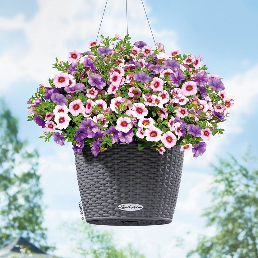 Hängende Blumenampel mit rosa und violetten Blüten