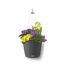 Hängender Blumentopf mit verschiedenen Blumen