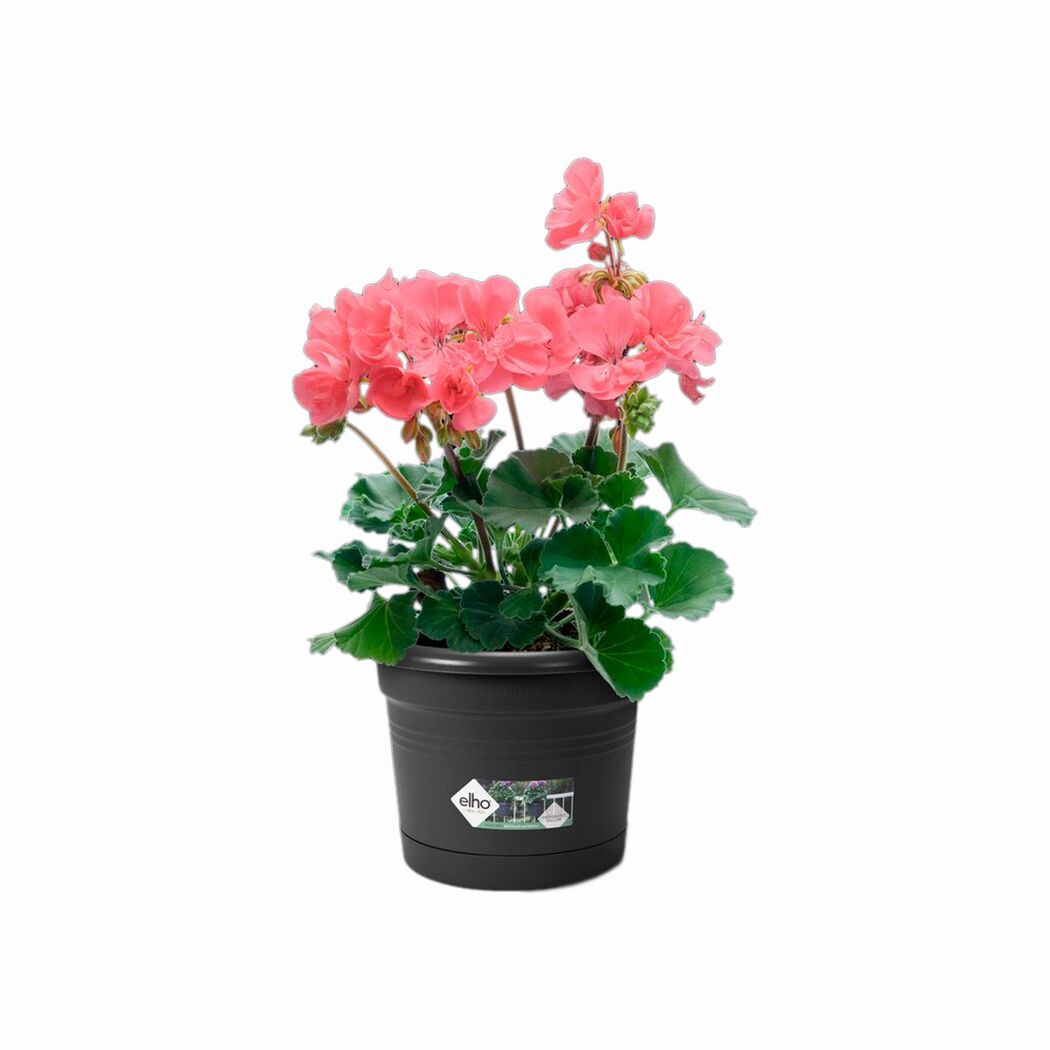 Rosa Geranien im schwarzen Blumentopf